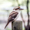Kookaburra on fence post